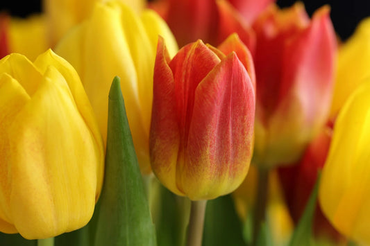 Bulbes de fleurs Non-Traité Tulipe  Amberglow calibre 12/+ (1048400)