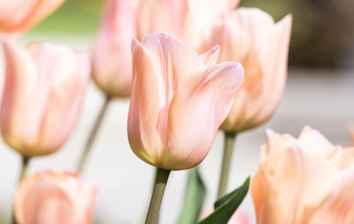 Untreated Tulip Apricot Pride (Zantubeau)® flower bulbs size 12/+ (1059500) for individuals