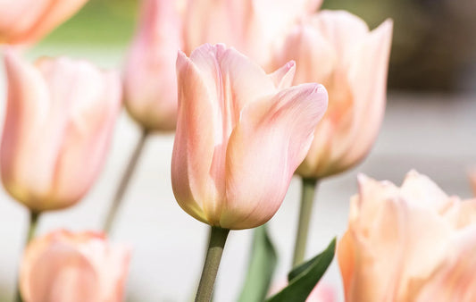 Untreated Tulip Apricot Pride (Zantubeau)® flower bulbs size 12/+ (1059500) for individuals