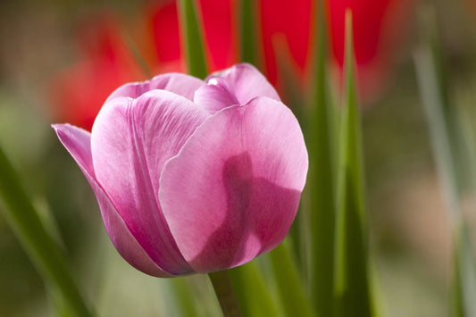 Bulbes de fleurs Non-Traité Tulipe  Argos calibre 12/+ (1060900)