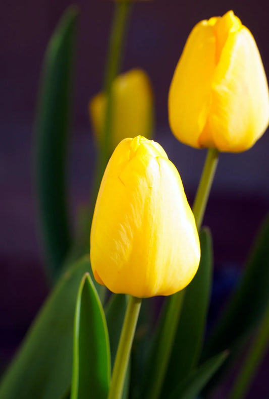 Bulbes de fleurs Non-Traité Tulipe  Big Smile® calibre 12/+ (1002100)