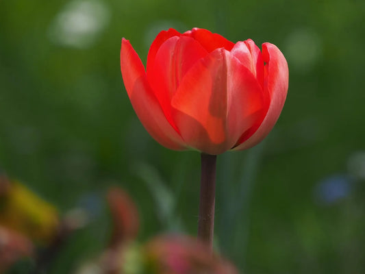 Bulbes de fleurs Non-Traité Tulipe Cadans® calibre 12/+ (1061000)