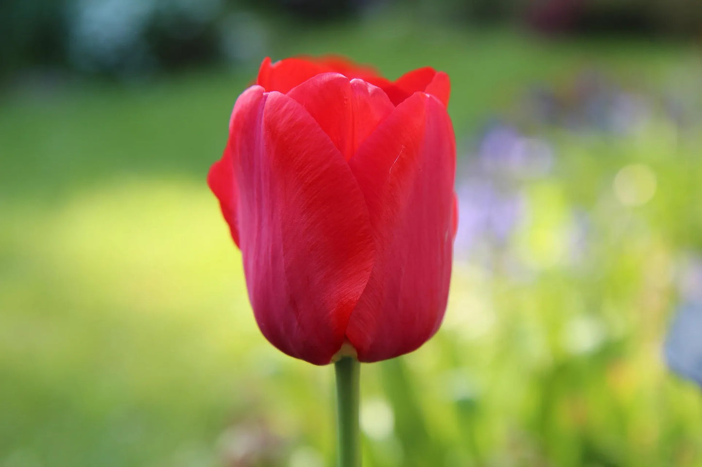 Untreated Tulip Cadans® flower bulbs size 12/+ (1061000)