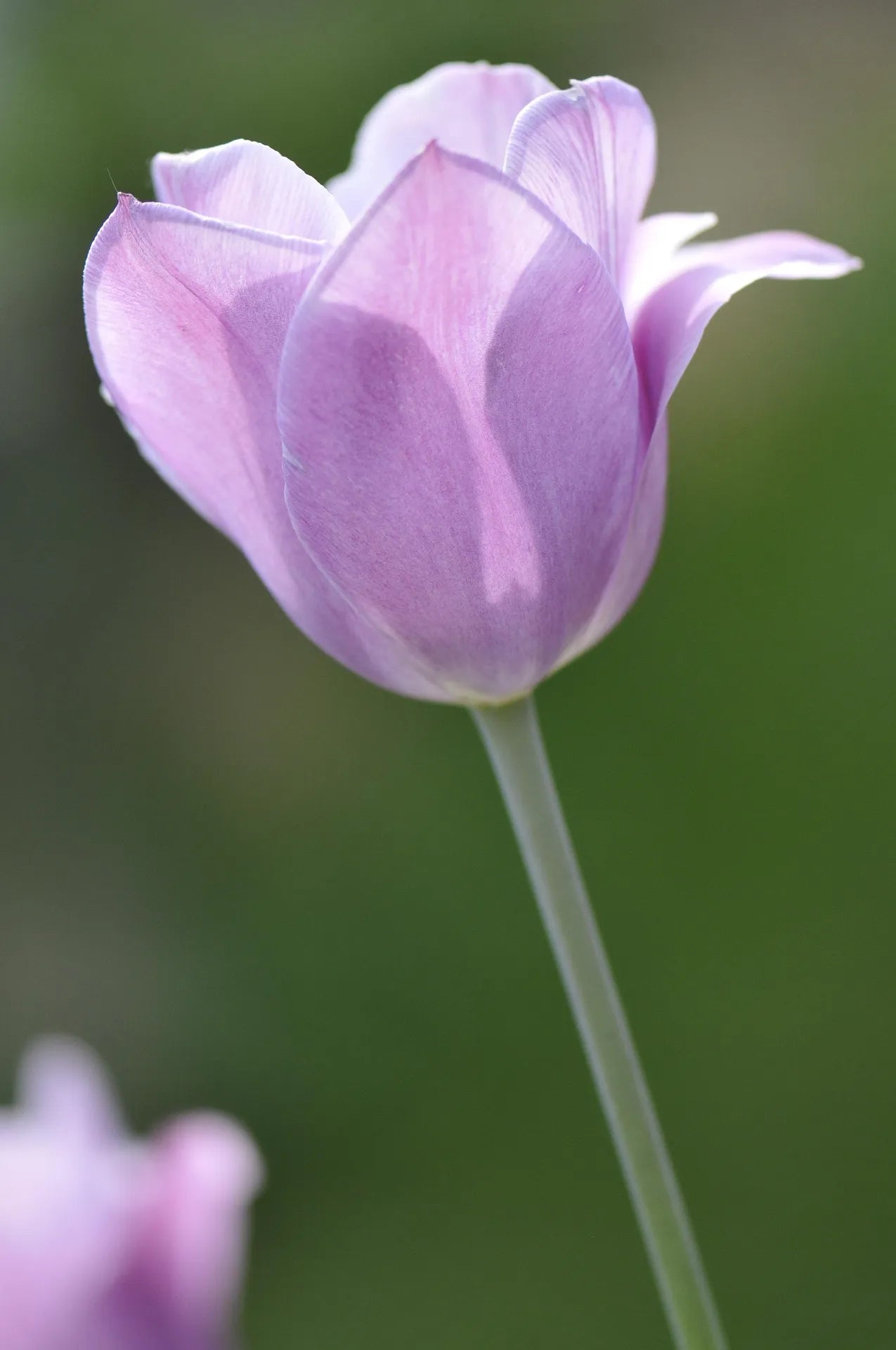 Untreated Tulip Candy Prince® flower bulbs size 12/+ (1003000)