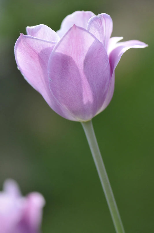 Bulbes de fleurs Non-Traité Tulipe Candy Prince® calibre 12/+ (1003000)