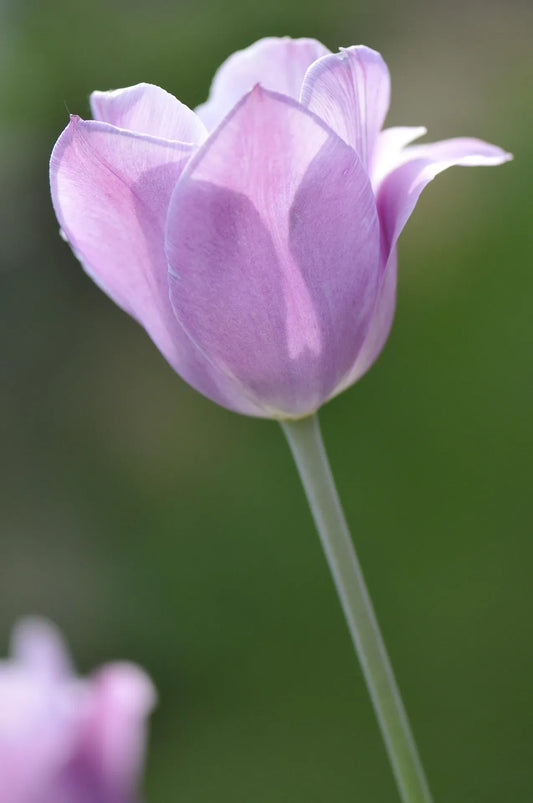 Untreated Tulip Candy Prince® flower bulbs size 12/+ (1003000) for individuals