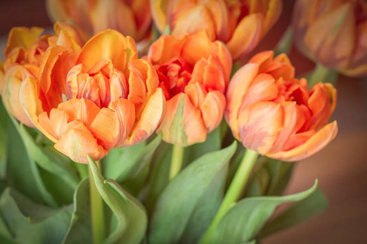 Bulbes de fleurs Non-Traité Tulipe Copper Image® calibre 12/+ (1004200)