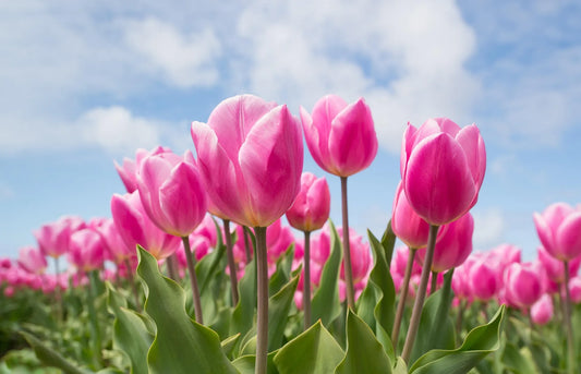 Organic Double Princess Tulip Bulb 11+ 