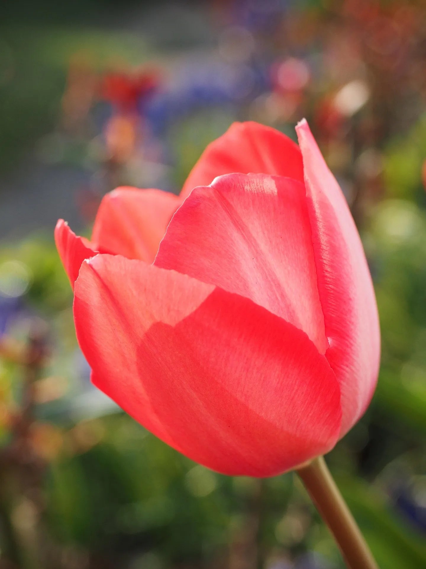 Organic Tulip Escape 11+ Bulb 