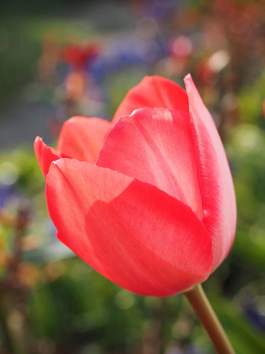 Organic Tulip Escape 11+ Bulb 