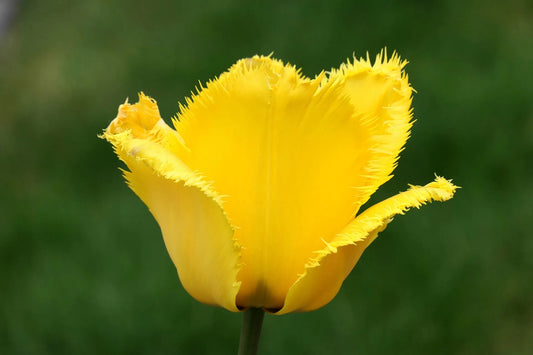 Tulip Bulb Rebellious Yellow 11+ Organic 