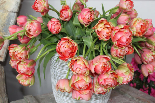 Untreated Tulip Renown Unique flower bulbs size 11/12 (1052610) for individuals
