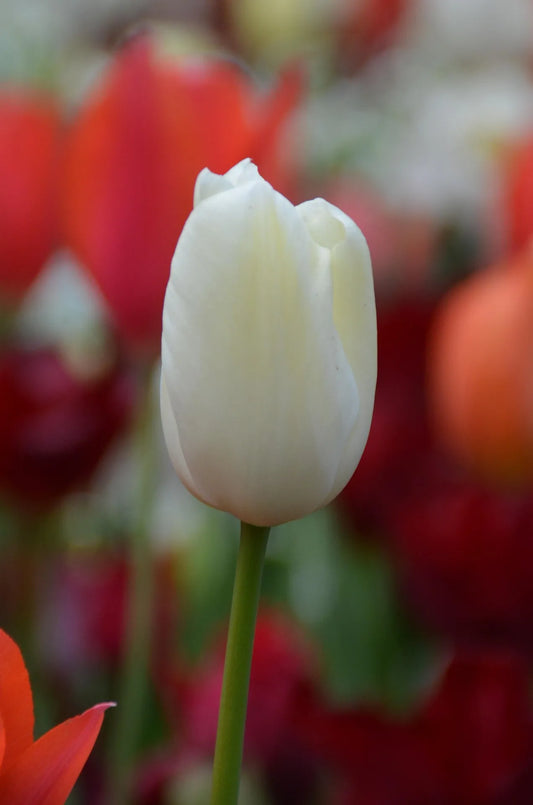 White Flag Tulip Bulb 11+ Organic