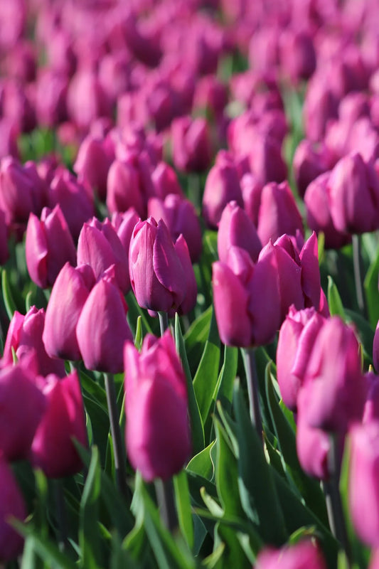 Bulbes de fleurs Non-Traité Tulipe Purple Prince calibre 12/+ (1013500)