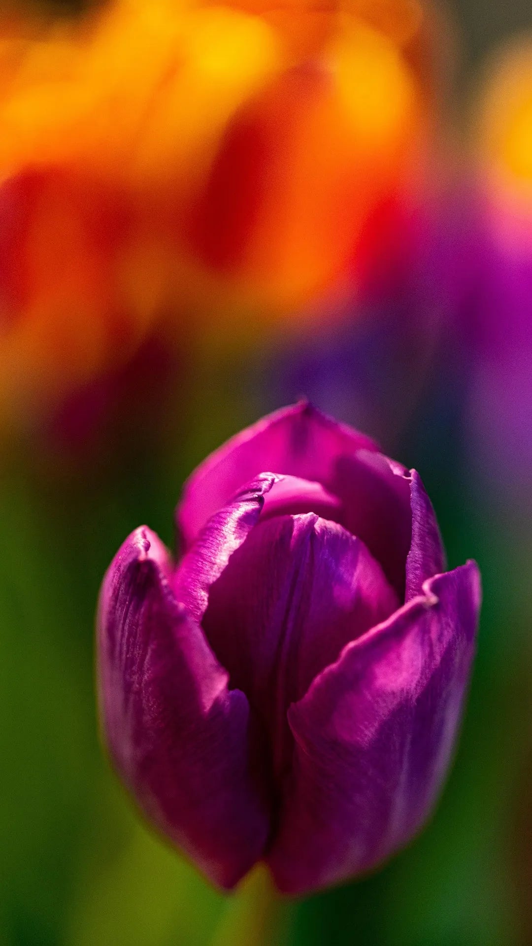 Untreated Flower Bulbs Tulip Purple Prince size 12/+ (1013500)
