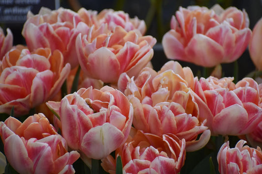 Bulbes de fleurs Non-Traité Tulipe Verona Sunrise® calibre 12/+ (1036500)