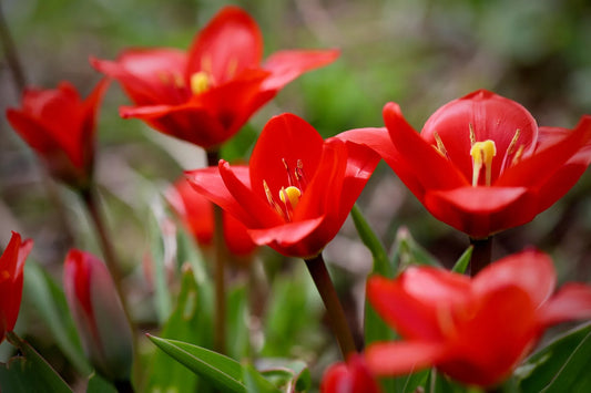 Untreated flower bulbs Tulip whittallii size z6/+ (1027100) for individuals