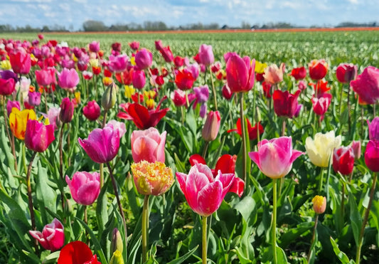Bulbes de fleurs bio Tulipe Tulipmix pour 1 m² de fleurs à couper, 144 bulbes répartis en 12 variétés différentes calibre (tsnijmi11)