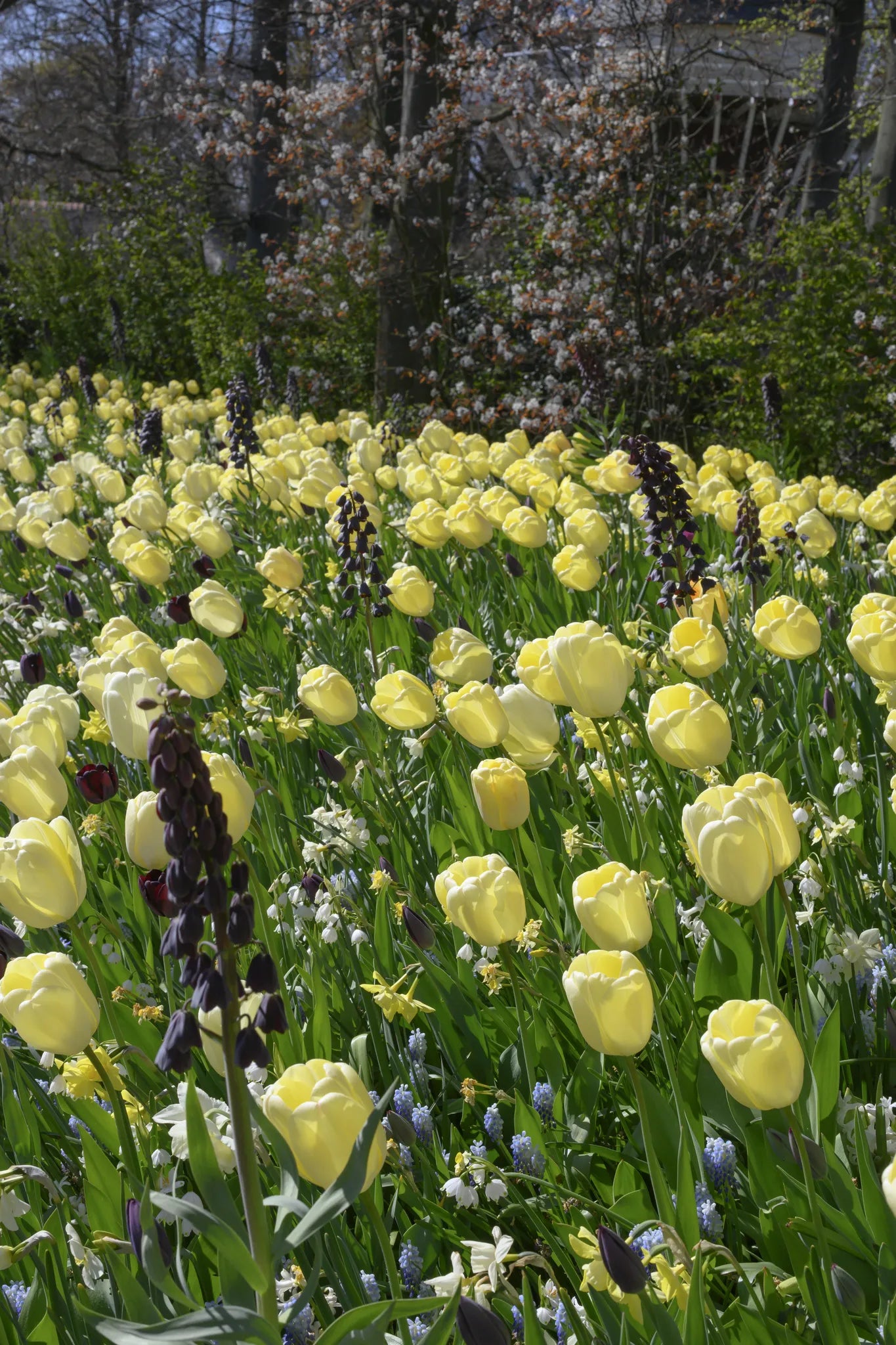 Untreated Flower Bulbs Vanilla Sky Mix (9024700) for Individuals
