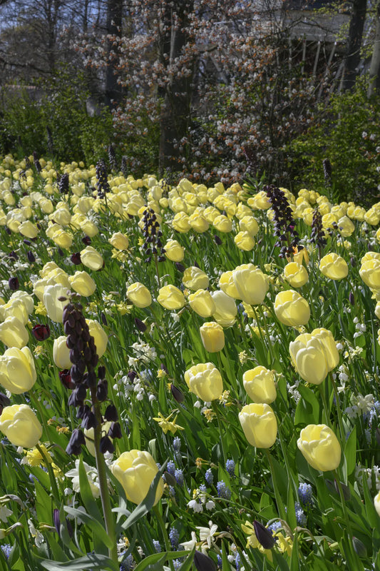 Untreated Flower Bulbs Vanilla Sky Mix (9024700) for Individuals