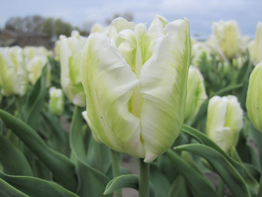 Bulbes Tulipe White Rebel Bio Calibre 11 - Ref twhre11