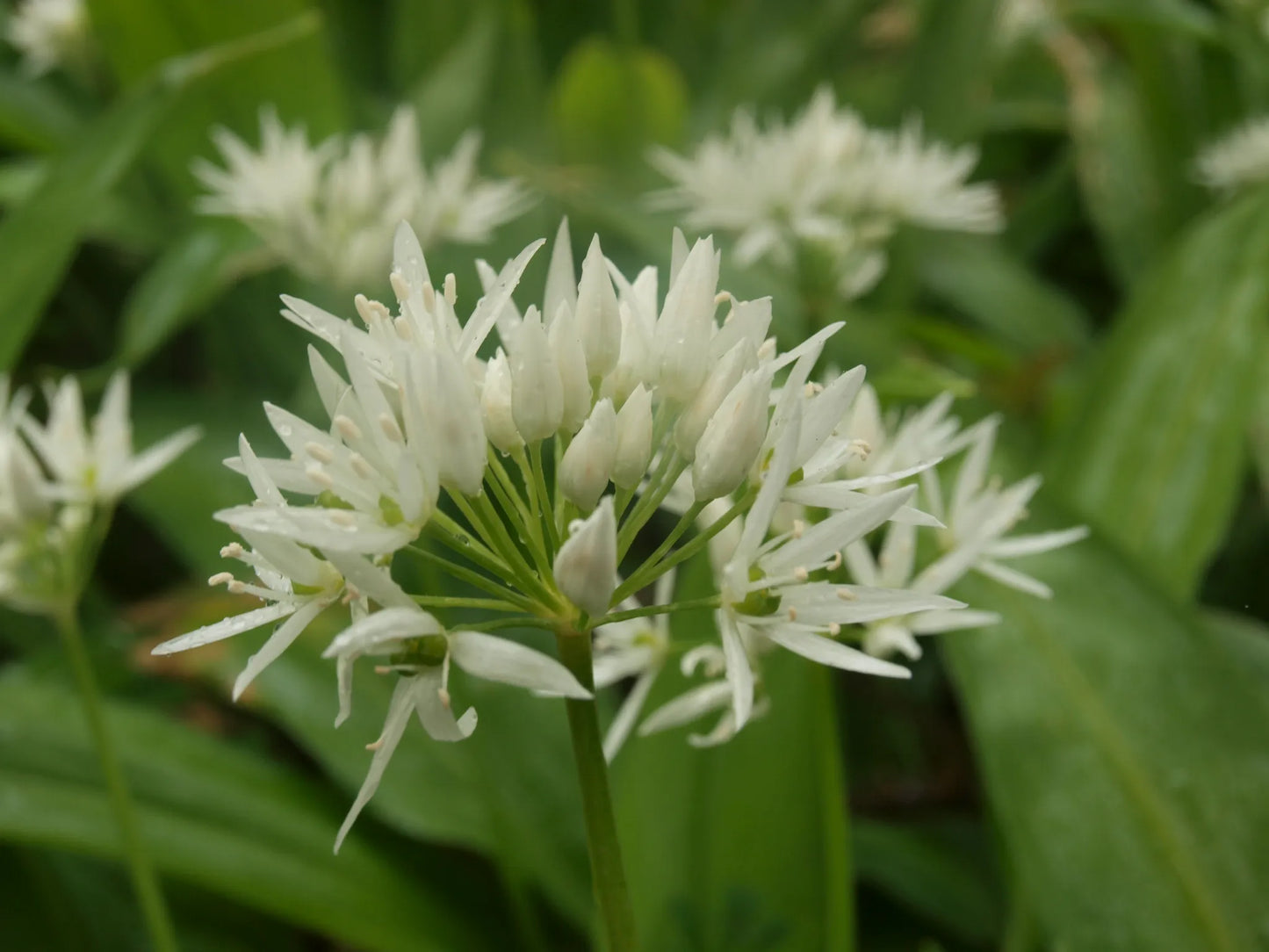 Bulbes de fleurs Non-Traité Allium ursinum  calibre 1 (3112500)