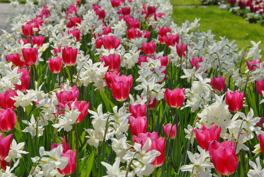 Untreated Flower Bulbs Baby Shower Mix (9001600) for Individuals