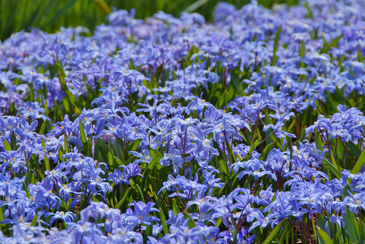Untreated flower bulbs Chionodoxa luciliae size 5/6 (3402000) for individuals