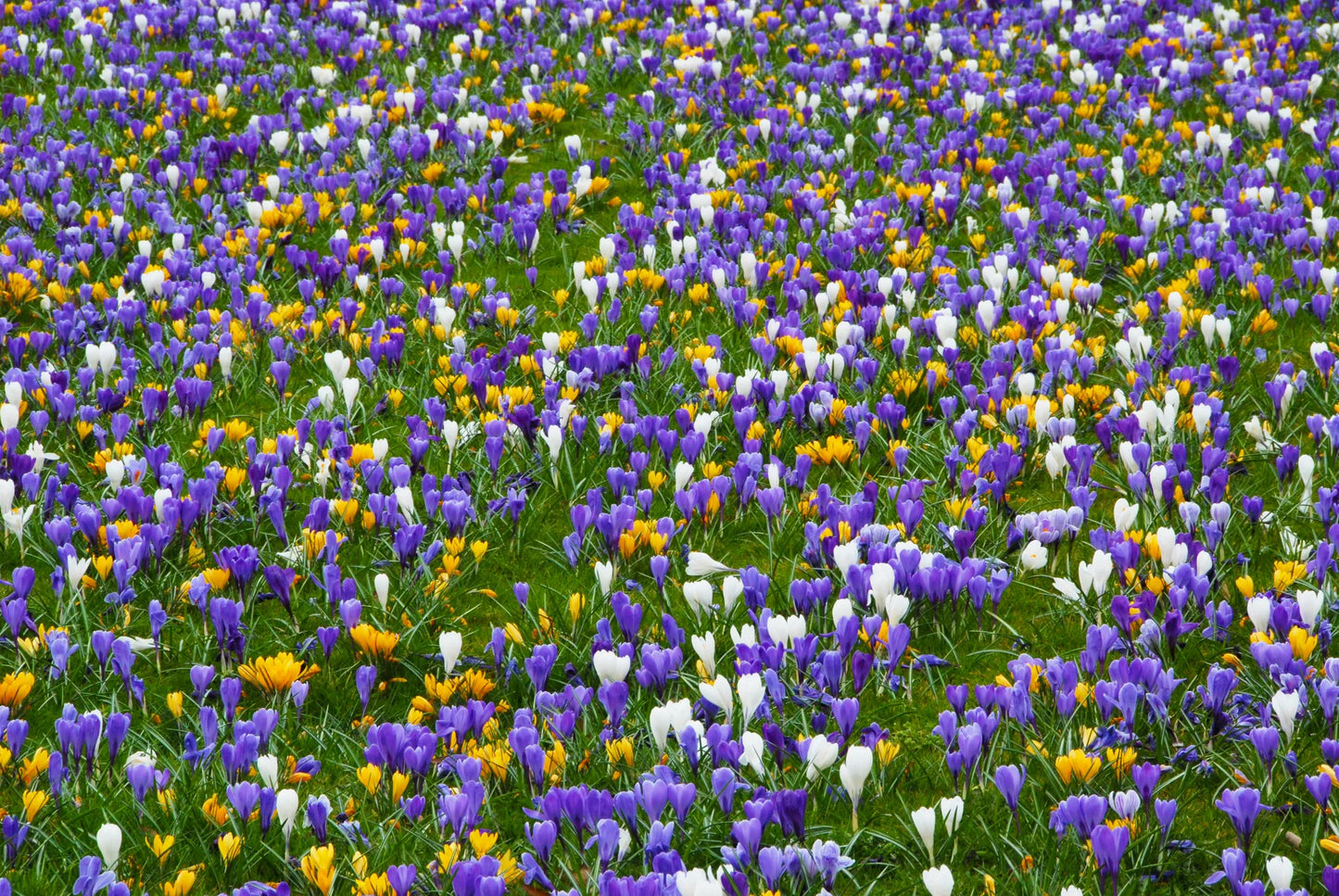 Untreated Flower Bulbs Mix Colour Carnival Mix (9000300) for Individuals