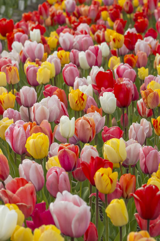 Untreated Flower Bulbs Darwin-Hybrid Mix Size 12/14 (1020400) for Individuals