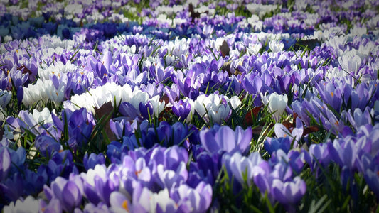 Bulbes de fleurs Non-Traité Crocus chrysanthus Blue Marlin® calibre 5/7 (2505400)