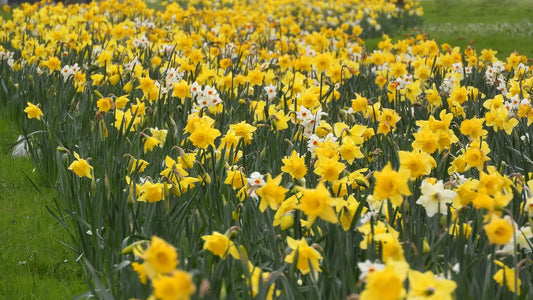 Bulbes de fleurs Non-Traité Narcissus Angel's Whisper calibre z8/+ (2032700)