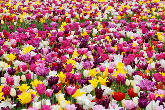 Bulbes de fleurs Non-Traité Tulipe Copex® calibre 12/+ (1060200)