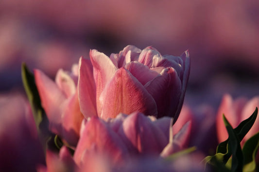 Bulbes de fleurs Non-Traité Tulipe  La Belle Epoque® calibre 12/+ (1025700)