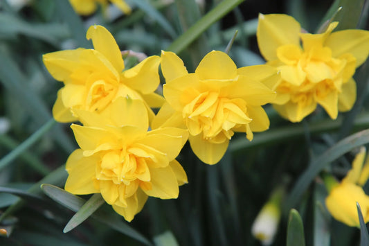 Bulbes de fleurs Non-Traité Narcissus Butter and Eggs calibre 1 (2022900)