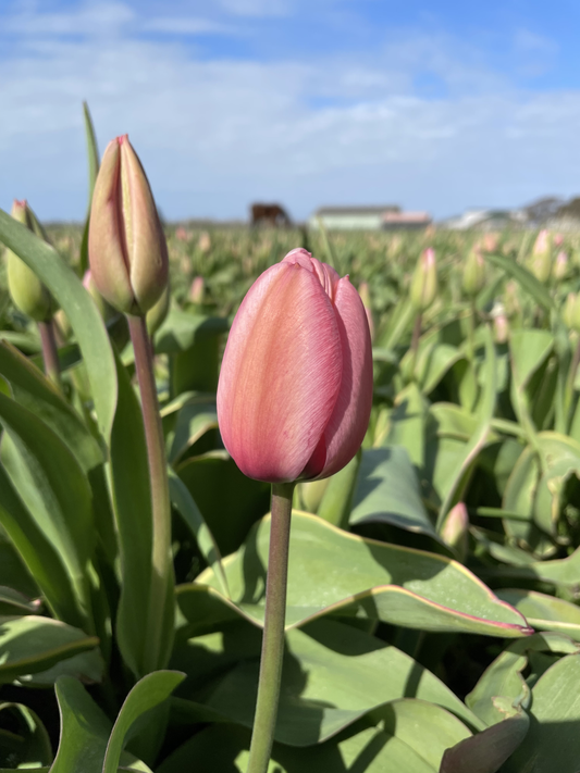 Bulbes Tulipe Design Impression Bio Calibre 11 - Ref tdeim11