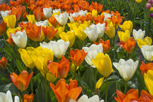 Untreated Flower Bulbs Dynasty of Emperors Mix (9000900) for individuals