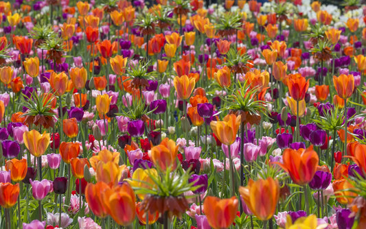 Untreated Flower Bulbs Mix From Dusk till Dawn Mix (9003300) for individuals