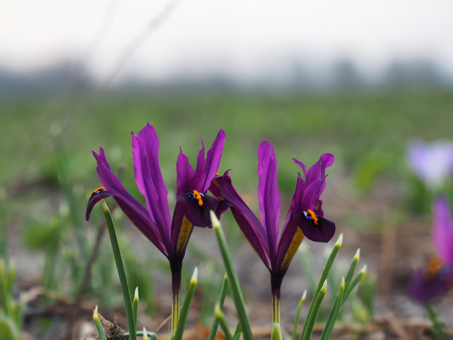 Bulbe Iris Réticulé J.S. Dijt 6+ Bio - 0,20€/u -iharm06