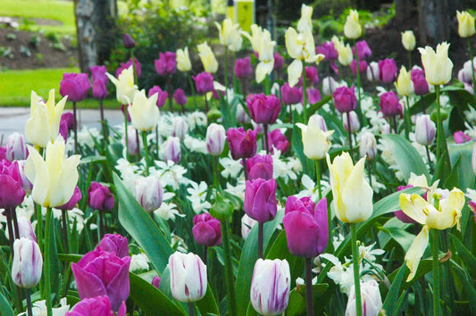 Jesperhus Mix Untreated Flower Bulbs (9000500) for individuals