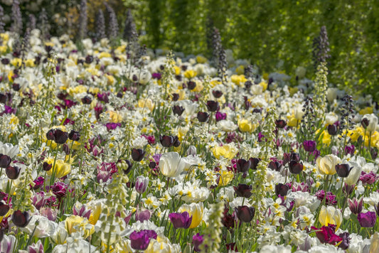 Untreated Flower Bulbs Joy of Spring Mix (9003200) for Individuals