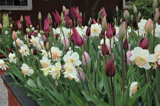 Untreated Flower Bulbs Lilac Morning Mix (9002900) for Individuals