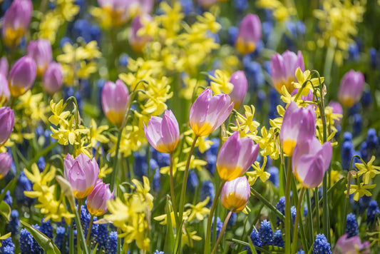 Bulbes de fleurs Non-Traité Mix  Little Rascals Mix (9002300)