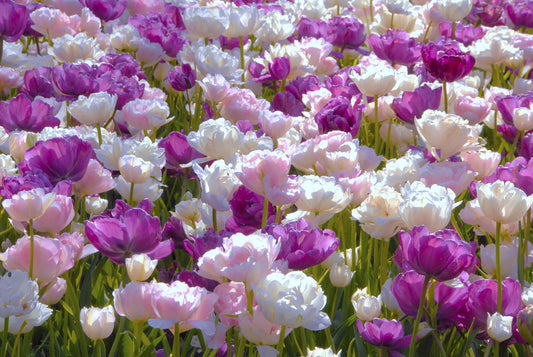 Bulbes de fleurs Non-Traité Mix  May Romance Mix (9001300)