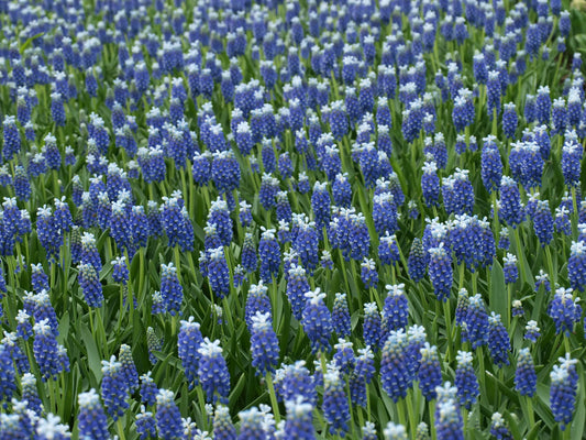 Bulbes de fleurs Non-Traité Muscari  Touch of Snow® calibre 8/9 (3801000)