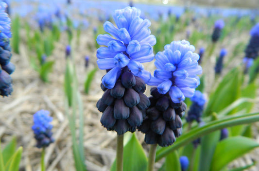 Untreated Muscari latifolium flower bulbs size 6/+ (3802000) for individuals