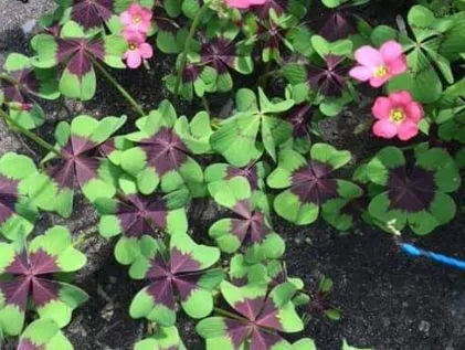 Bulbes de fleurs Non-Traité Oxalis deppei Iron Cross calibre 5/+ (3790500)