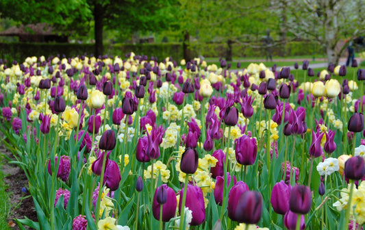 Untreated Purple Rain Mix Flower Bulbs (9002800) for individuals