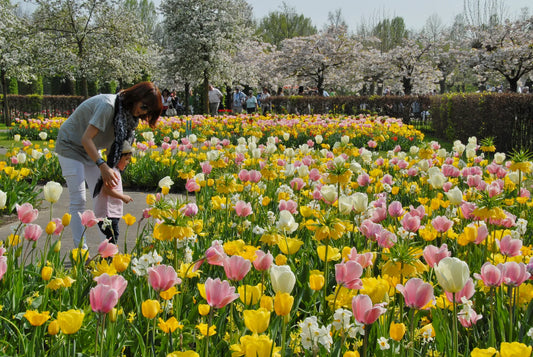 Untreated Flower Bulbs Spring Cocktail Mix (9001500) for Individuals