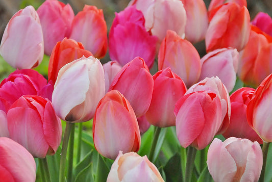 Bulbes de fleurs Non-Traité Mix  Van Eijk Mix (9001000)